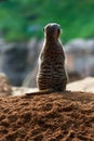 Beautiful portrait of a meerkat from the back standing on a sand heap in a zoo in Valencia, Spain Royalty Free Stock Photo