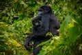 Portrait of a mother and baby mountain gorilla. Royalty Free Stock Photo