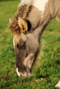 Beautiful portrait near the foal of the Icelandic horse Royalty Free Stock Photo