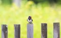 Beautiful portrait of nice bird barn swallow sitting on an old w Royalty Free Stock Photo