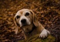 Beautiful portrait of an old beagle in the forest in the winter, looking very gentle