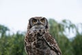 Beautiful portrait of an owl in the nature, seen from below. Beautiful yellow eyes, green background. Strigiformes.