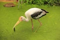 Painted Stork bird Mycteria leucocephala catched a fish Royalty Free Stock Photo