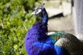 Beautiful portrait of a peacock with blue iridescent feathers on a background of blurred green grass. Close up of peacock s head Royalty Free Stock Photo