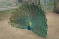 Beautiful portrait peacock showing feathers. Royalty Free Stock Photo