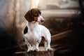 a beautiful portrait of a Peibald dachshund dog on the background Royalty Free Stock Photo