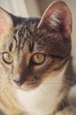 beautiful portrait of a pretty and cute tabby cat looking away from the camera Royalty Free Stock Photo