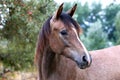 Beautiful portrait of a purebred arabian horse Royalty Free Stock Photo