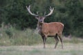 Beautiful portrait of a red deer in the nature habitat. Royalty Free Stock Photo