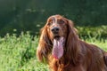 Beautiful portrait of red dog Russian Greyhound Borzoi with open mouth and big pink tongue on green grass in a park in summer Royalty Free Stock Photo