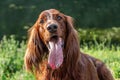 Beautiful portrait of red dog Russian Greyhound Borzoi with open mouth and big pink tongue on green grass in a park in summer Royalty Free Stock Photo