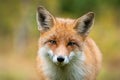 Beautiful portrait of red fox having eye contact with camera with autumn colours