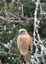 Beautiful Portrait Of A Red Tailed Hawk In Northern California Royalty Free Stock Photo