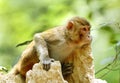 Beautiful portrait of Rehsus Macaque Royalty Free Stock Photo