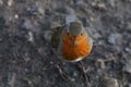 A beautiful portrait of a Robin in the forest Royalty Free Stock Photo