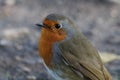 A beautiful portrait of a Robin in the forest Royalty Free Stock Photo