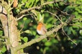 A beautiful portrait of a Robin in the forest Royalty Free Stock Photo