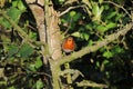 A beautiful portrait of a Robin in the forest Royalty Free Stock Photo