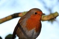 A beautiful portrait of a Robin in the forest Royalty Free Stock Photo