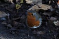 A beautiful portrait of a Robin in the forest Royalty Free Stock Photo