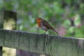 A beautiful portrait of a Robin in the forest Royalty Free Stock Photo