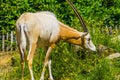 Beautiful portrait of a scimitar oryx, Animal specie that is extinct in the wild, antelope with large horns Royalty Free Stock Photo