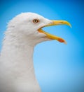 Portrait seagull