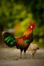 Beautiful portrait shot of Rooster Bantam Crows