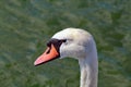 A beautiful portrait shot of a white swan head. Royalty Free Stock Photo