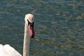 A beautiful portrait shot of a white swan head Royalty Free Stock Photo