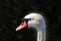 A beautiful portrait shot of a white swan head Royalty Free Stock Photo