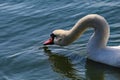 A beautiful portrait shot of a white swan head. The swan is dipping its head in the water for a drink. Royalty Free Stock Photo