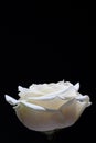 Beautiful portrait side shot of a white rose on a black background. Royalty Free Stock Photo