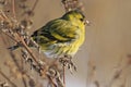Beautiful portrait siskin Royalty Free Stock Photo