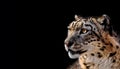 Beautiful Portrait of a Snow Leopard On black background. Portrait of a wild cat Irbis Uncia uncia Royalty Free Stock Photo