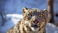 Beautiful Portrait of a Snow Leopard. Winter portrait of a wild cat Irbis Uncia uncia Royalty Free Stock Photo