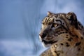 Beautiful Portrait of a Snow Leopard. Winter portrait of a wild cat Irbis Uncia uncia Royalty Free Stock Photo