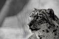 Beautiful Portrait of a Snow Leopard. Winter portrait of a wild cat Irbis Uncia uncia Royalty Free Stock Photo