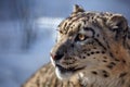 Beautiful Portrait of a Snow Leopard. Winter portrait of a wild cat Irbis Uncia uncia Royalty Free Stock Photo