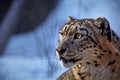 Beautiful Portrait of a Snow Leopard. Winter portrait of a wild cat Irbis Uncia uncia Royalty Free Stock Photo