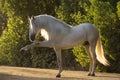 Beautiful portrait of a spanish horse stallion doing spanish walk Royalty Free Stock Photo