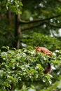 Beautiful portrait of squirrel on a tree Royalty Free Stock Photo