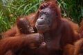 A sweet moment with a mother and baby orangutan.