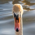 Beautiful portrait Swan Cygnus olor on water background.