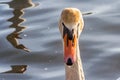 Beautiful portrait Swan Cygnus olor on water background.
