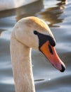 Beautiful portrait Swan Cygnus olor on water background.