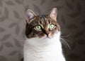 Beautiful portrait of a tabby cat dreaming near the window. Funny colored cat with striped head and white body Royalty Free Stock Photo