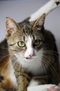 Beautiful portrait of tabby cat