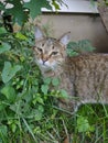 Beautiful Portrait of tiger tabby in backyard