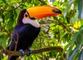 Beautiful portrait of a toco toucan sitting in a tree, tropical bird specie from America